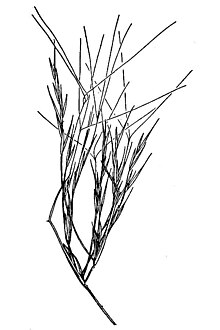 Aristida californica HC-1950.jpg