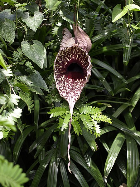 File:Aristolochia grandiflora (Scott Zona) 001.jpg