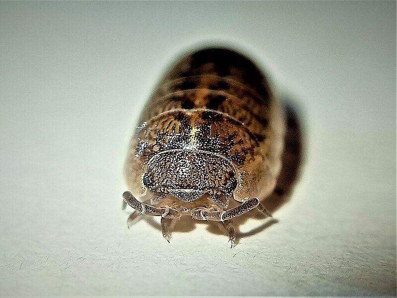 File:Armadillidium marmoratum frontal view.jpg