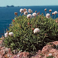 Armeria berlengensis, an endemic of the archipelago