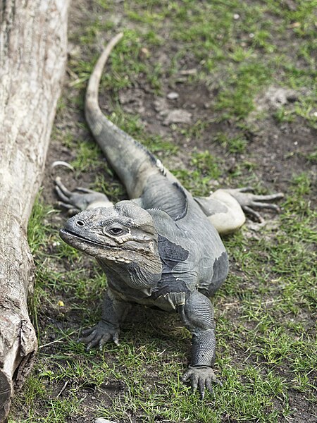 File:Artis Nashornleguan (36406406851).jpg