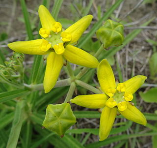 <i>Stathmostelma</i> Genus of plants