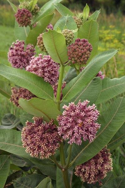 File:Asclepias syriacus.tif