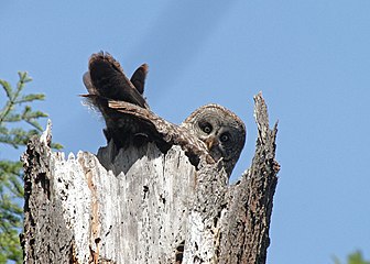 Лапонска сова у гнезду