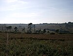 Landscape of Ashdown Forest