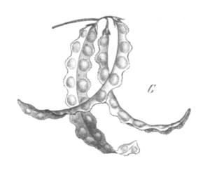 Saw sleeve (Astragalus pelecinus)