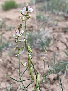 Astragalus proximus - Robb Hannawacker 01.jpg