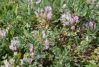 Astragalus sempervirens