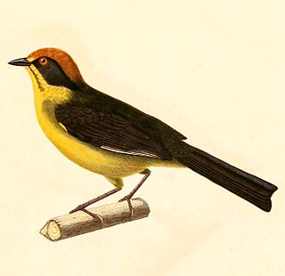 Bolivian brushfinch