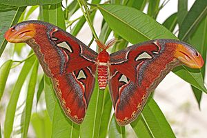Atlas Moth - Attacus atlas, Brookside Gardens.jpg