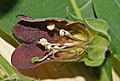 Atropa belladonna by Danny S. 093.jpg