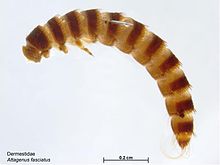 Attagenus fasciatus larva Attagenus fasciatus larva.jpg