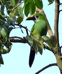 Emerald toucanet (Aulacorhynchus prasinus) Aulacorhynchus prassinus (Tucancito esmeralda) (16279178142).jpg