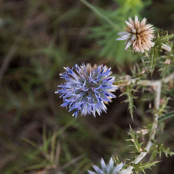 File:Azurite-Echinops ritro-Fleur-20140804.jpg