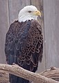 Bald Eagle Haliaeetus leucocephalus Body 2000px.jpg