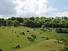 Bald Hill, Aston Rowant National Nature Reserve - geograph.org.uk - 14377.jpg