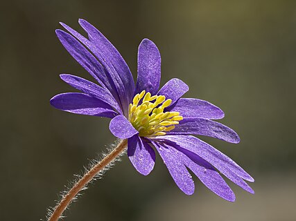 Focal stack of a Balkan anemone (Anemone blanda)