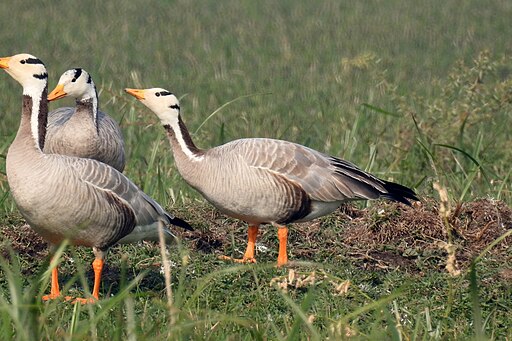  Bar-headed Goose by Dr. Raju Kasambe DSCN7530 (23) 