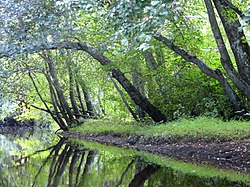 Batsto River fließt durch Batsto Village