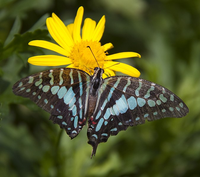 File:Battered Blue Swallowtail (5662447313).jpg