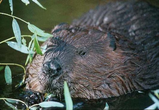 reservering middag profiel Canadese bever - Wikiwand