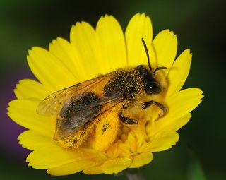 <i>Andrena</i> Genus of bees