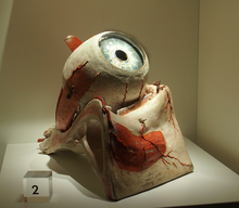 Modelo anatómico de ojo derecho