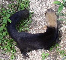 Tayra Belize72.jpg