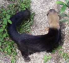 A tayra from above