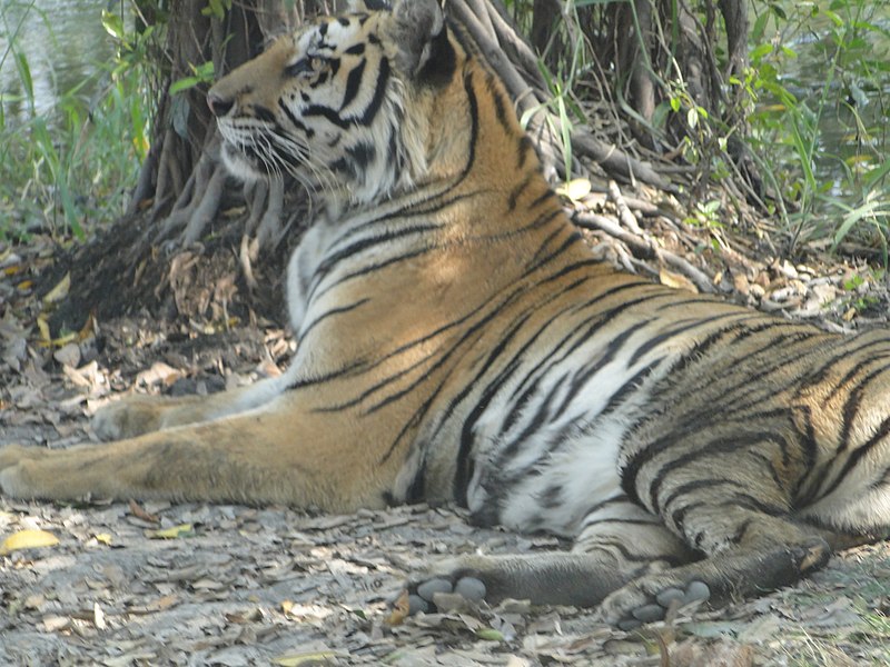 File:Bengal Tiger - panoramio.jpg