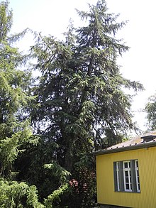 Bergpark Wilhelmshöhe - Baum 396 2019-06-30.JPG