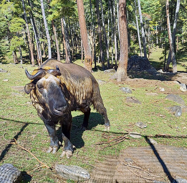 File:Bhutan---Takin.jpg