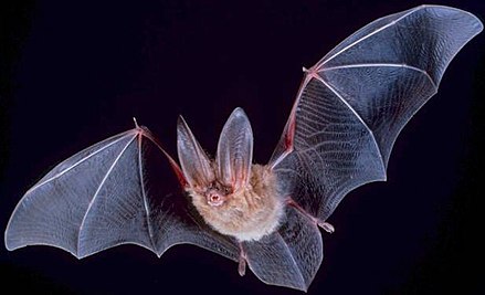 Bats use ultrasounds to navigate in the darkness.