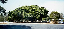 Big Fig Tree Big Fig, Miriam Vale.jpg