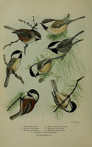 File:Bird lore (1916) (14568678530).jpg