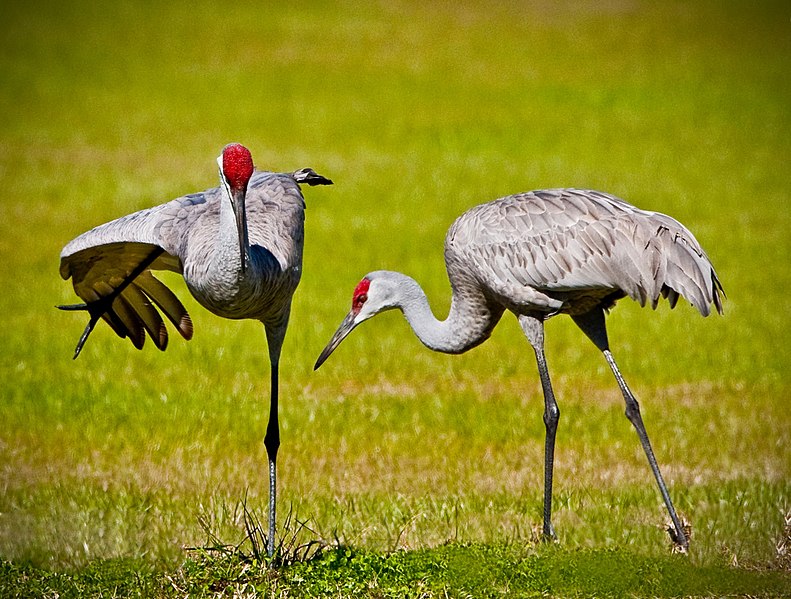 File:Birds in grassland (17687925429).jpg