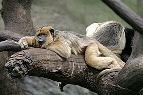 Black Howler Monkey.jpg