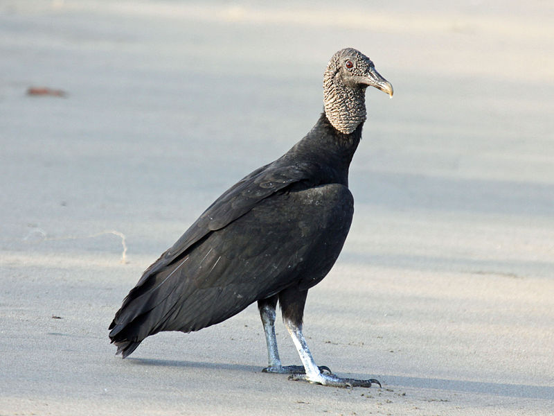 Corbeau Wiktionary