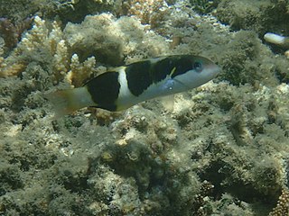 Black-barred wrasse