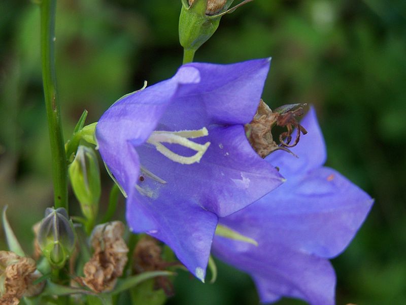 File:BlaueBlüte.JPG