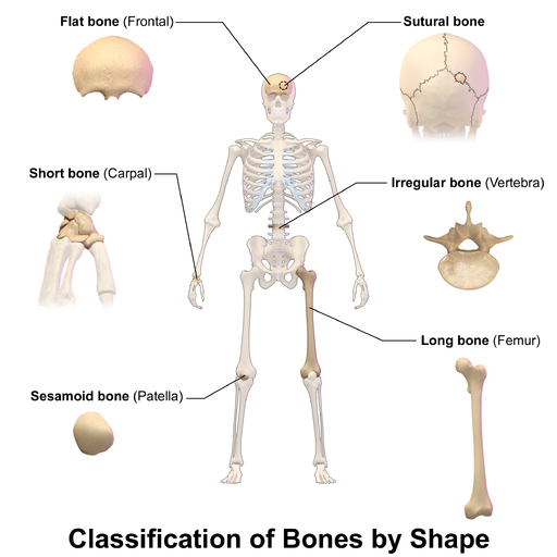 Blausen 0229 ClassificationofBones