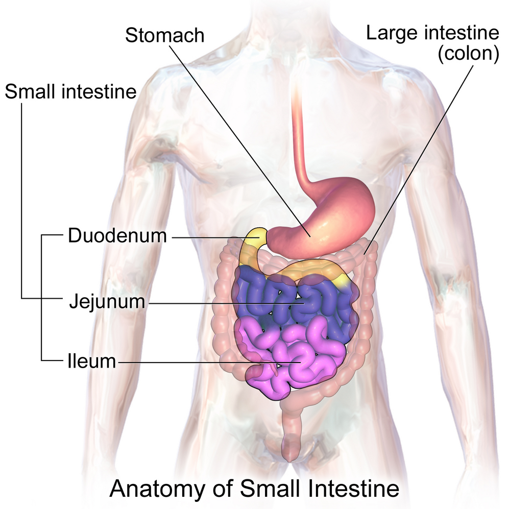 Small Intestine-avatar