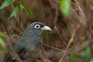 <span class="mw-page-title-main">Blue-faced malkoha</span> Species of bird