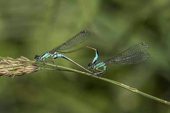 Blue-tailed damselfly mating by Charles J. Sharp