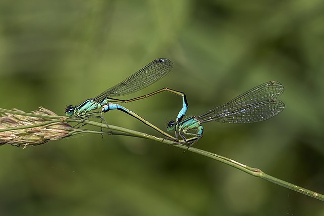 Пара изящных тонкохвостов (Ischnura elegans)