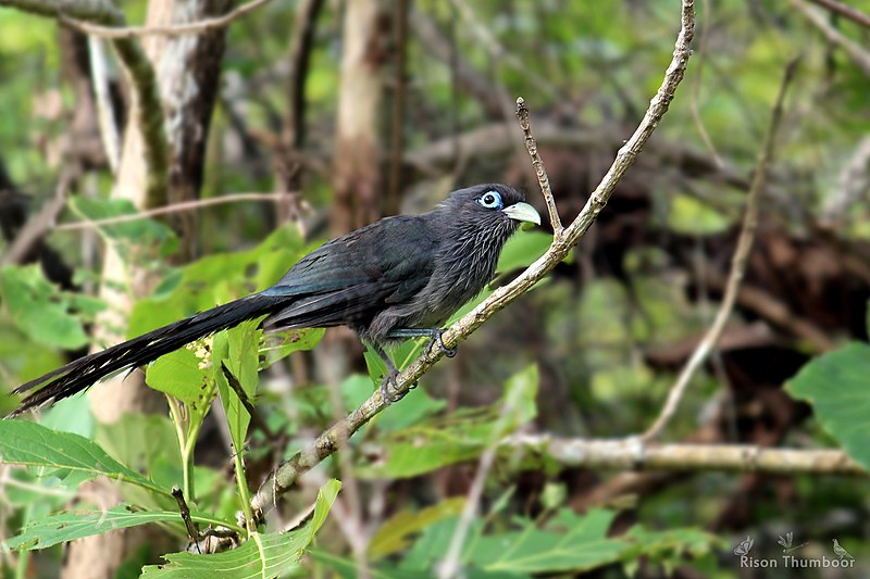 File:Blue faced malkoha (Phaenicophaeus viridirostris) നീലക്കണ്ണന്‍ പച്ചച്ചുണ്ടൻ. (41942754491).jpg