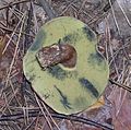 Boletus badius