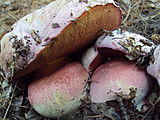 Rubroboletus eastwoodiae