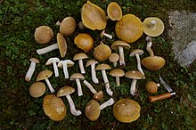 Boletus gertrudiae 96343.jpg