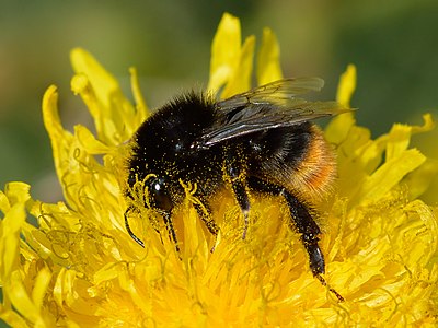 Bombus lapidarius